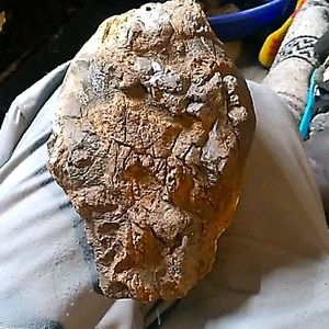 Prehistoric dinosaur fossils